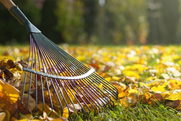 Leaf Cleanup Service in Hattiesburg