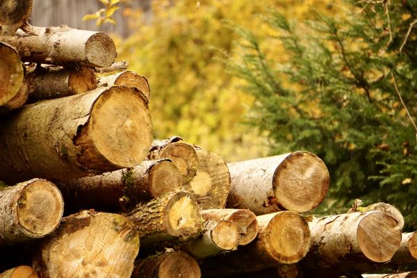 Wood Pile Removal in Hattiesburg