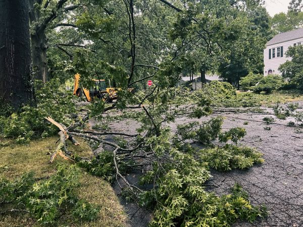 Tree Branch Disposal in Hattiesburg
