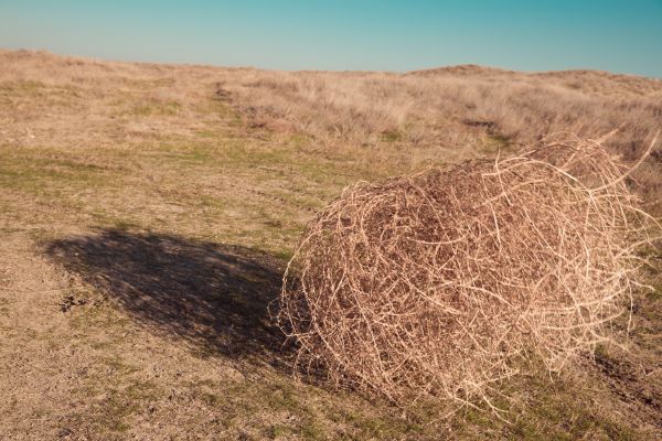 Tumbleweed Removal in Hattiesburg