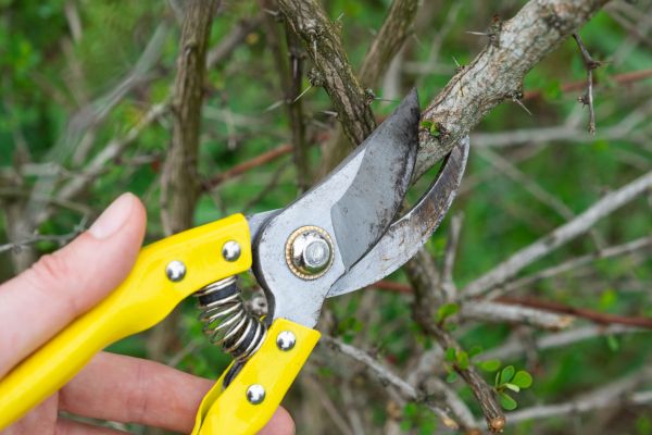 Limbs Removal in Hattiesburg