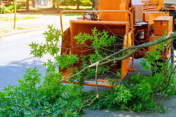 Tree Branches Removal in Hattiesburg