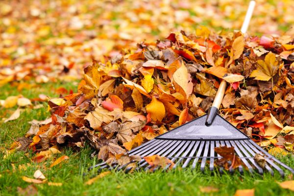 Yard Leaf Removal in Hattiesburg