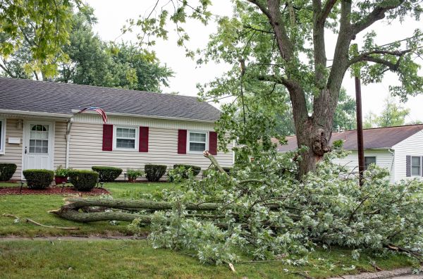 Fallen Branch Removal in Hattiesburg