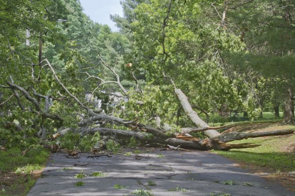 Tree Debris Removal in Hattiesburg